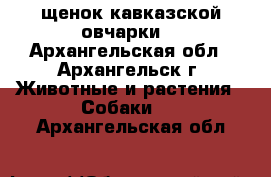 щенок кавказской овчарки  - Архангельская обл., Архангельск г. Животные и растения » Собаки   . Архангельская обл.